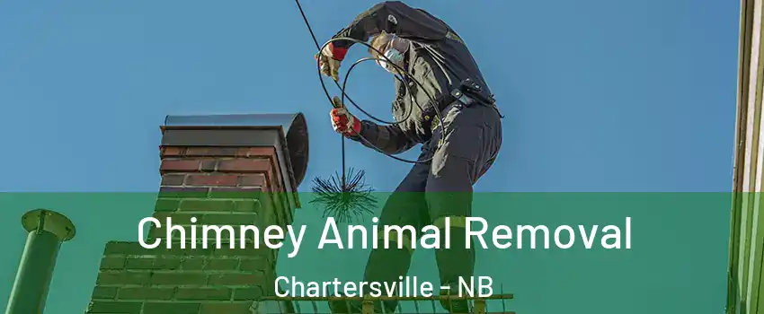 Chimney Animal Removal Chartersville - NB