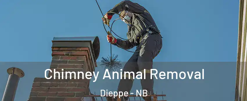 Chimney Animal Removal Dieppe - NB
