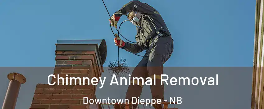 Chimney Animal Removal Downtown Dieppe - NB