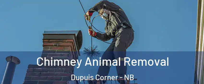 Chimney Animal Removal Dupuis Corner - NB