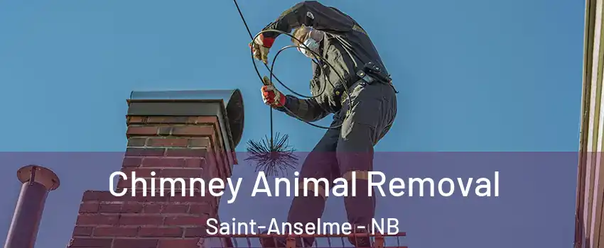 Chimney Animal Removal Saint-Anselme - NB
